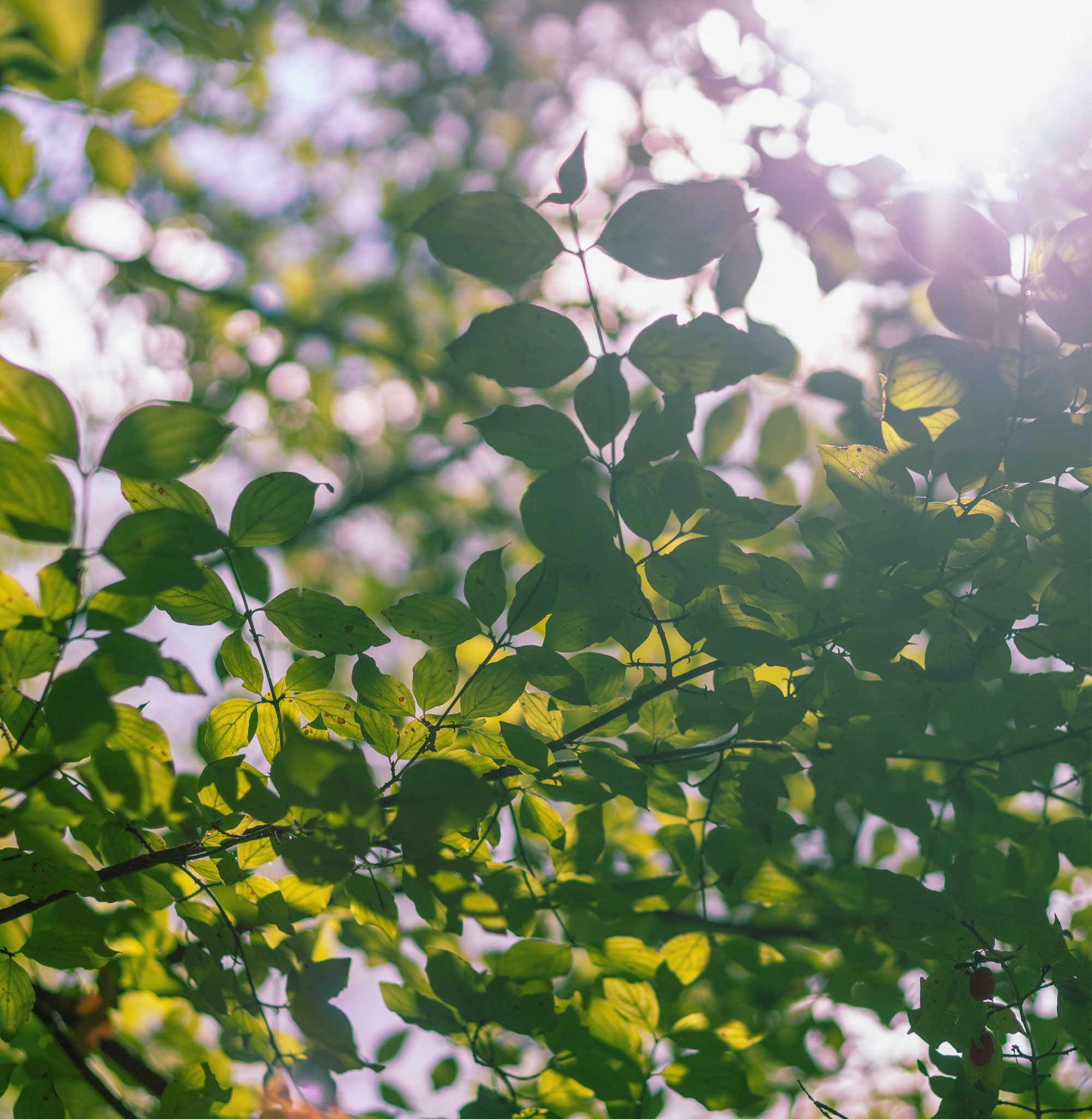 Leaves